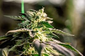 Understanding the Value of a Quarter Pound of Weed