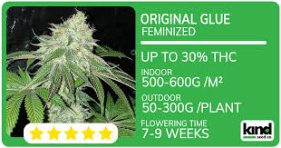 Understanding the Value of a Quarter Pound of Weed