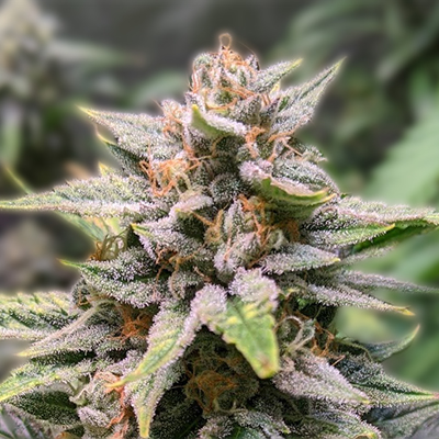 Understanding the Value of a Quarter Pound of Weed